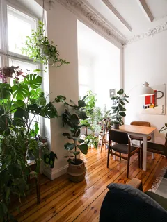 Green potted plant on wooden table in Bohemian urban jungle living room, Berlin