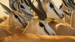 Discover Real Animal Hybrids Like Ligers, Zonkeys, and Wholphins