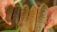 Coastal advocates restore sea cucumbers, empowering communities and oceans