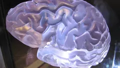 Educators rejoice as B1 discovery revolutionizes teaching methods