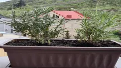 Unlock the Magic of Rosemary: Fresh Homes, Sharp Minds, No Bugs