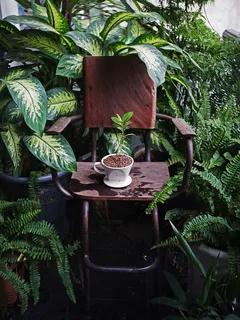 Baby coffee tree in filter on chair surrounded by plants at coffee shop